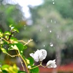 雨の日